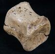 Hadrosaur Vertebra - Two Medicine Formation #13893-3